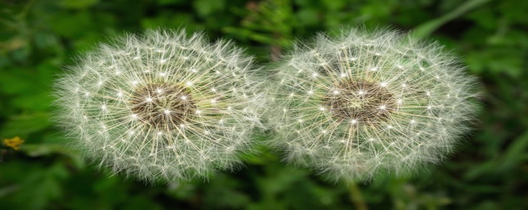 Duplicate_content.jpg